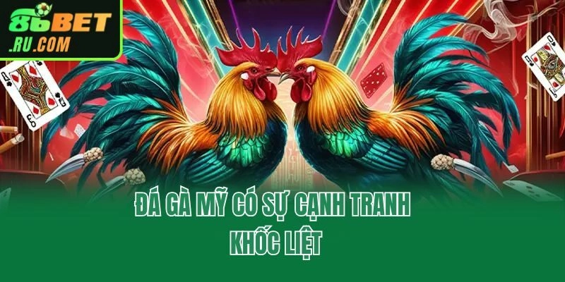 Đá gà Mỹ có sự cạnh tranh khốc liệt